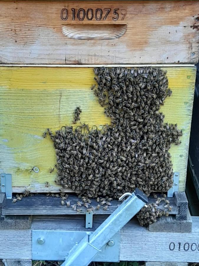 Le Grand Noyer Panzió Ambronay Kültér fotó